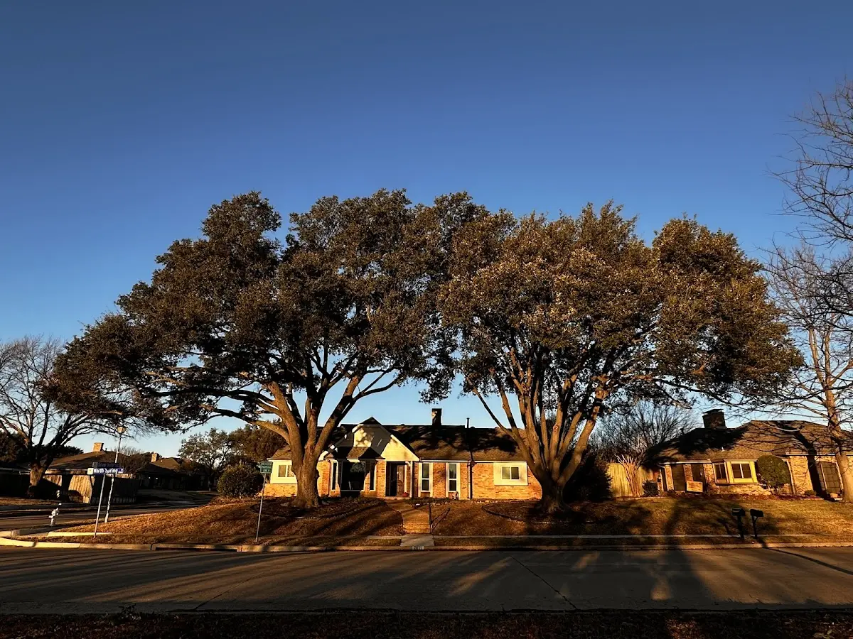 Established residential canopy tree shading a home in Morgan